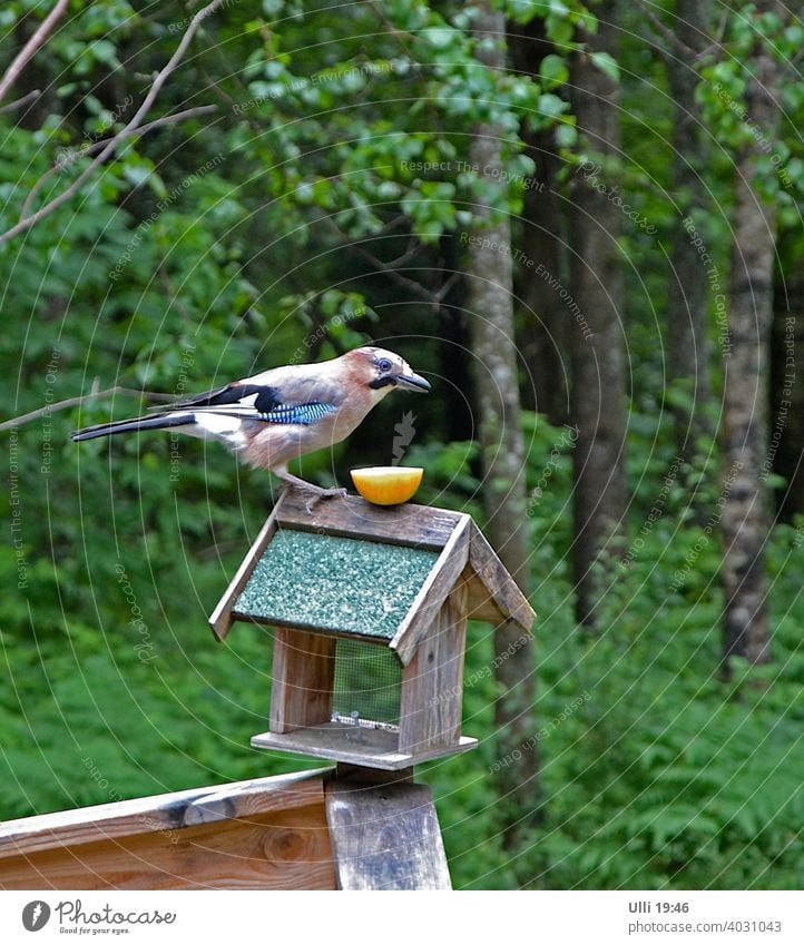 Hungriger Eichelhäher wartet geduldig auf sein Mittagessen. Vogelfutter Futterhaus Waldrand Auge in Auge Hunger Geduld lächelnd Garten Garrulus glandarius