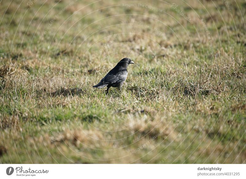 Krähe (Corvus) auf einer Weide und bei Sonnenschein auf Futtersuche Corvidae Rabe Natur Himmel Schnabel Rabenvögel dunkel Flügel Ornithologie Vogel Tier schwarz