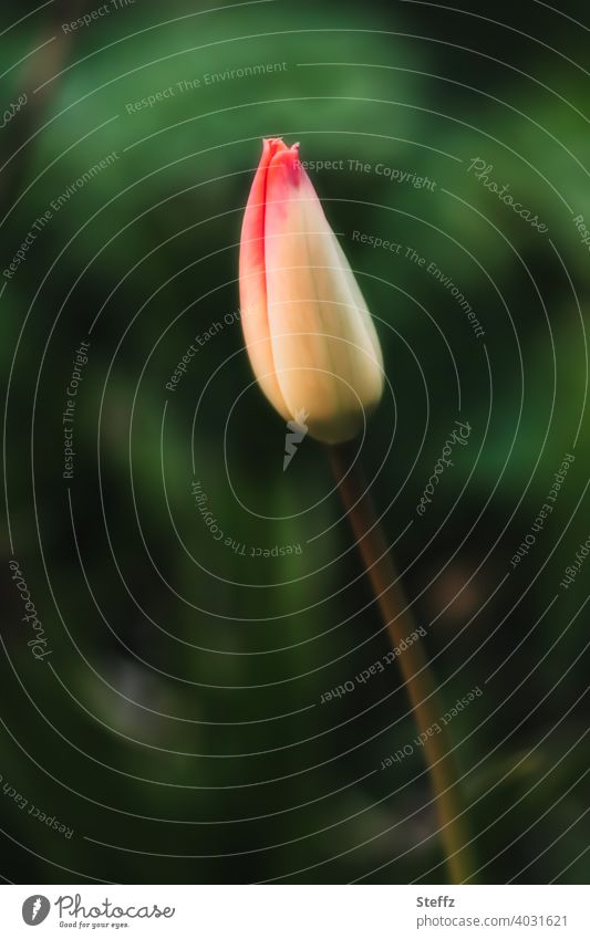 eine Tulpe kurz vor dem Erblühen Tulpenknospe Tulpenblüte Vorfreude Erwartung erwartungsvoll bereit April Blütezeit Beginn Anfang unschuldig blühende Tulpe