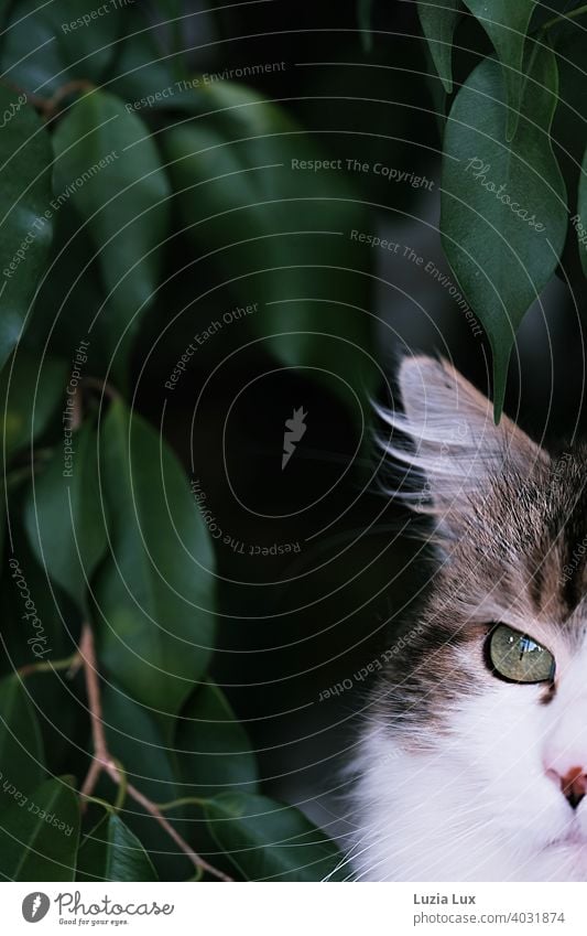 Katze mit Luchsohr und sehr grünem Auge angeschnitten, dahinter dunkelgrünes Laub Kater langhaarig Langhaarige Katze Haustier Tier Fell Hauskatze Blick