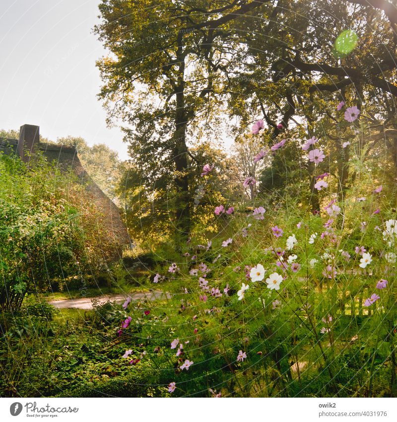 Heidegarten Lüneburger Heide Dorf Wilsede Haus Sonnenlicht Außenaufnahme Tag Menschenleer Farbfoto früher urwüchsig Dorfidylle Idylle Dach Himmel Licht