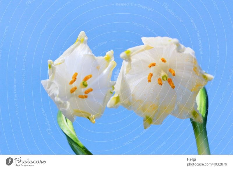 Frühling einläuten - blühende Märzenbecher aus der Froschperspektive vor blauem Himmel Blume Blüte Frühblüher Frühlingsblüten Nahaufnahme Macro Blütenblätter