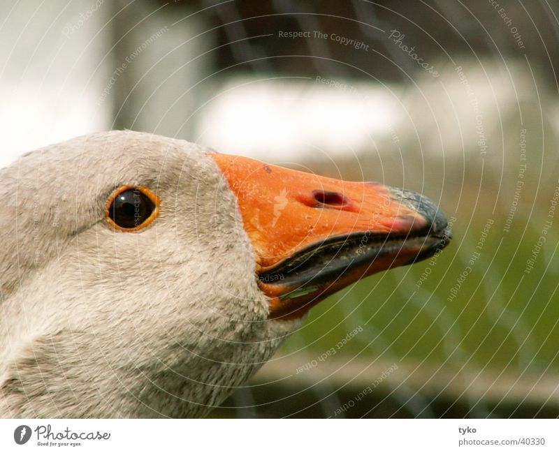 ganz Gans die Agathe Vogel Federvieh Graugans Wächter Schnabel Profil Kampfgans