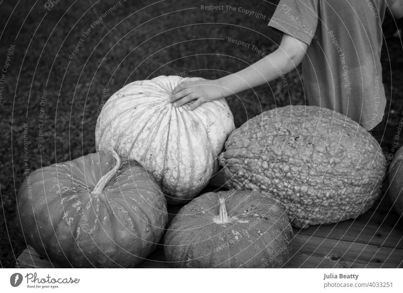 Junges Kind berührt einen strukturierten Kürbis an einem Bauernhofstand im Herbst orange Halloween Arme berühren sensorisch Textur Autismus taktil rau holprig