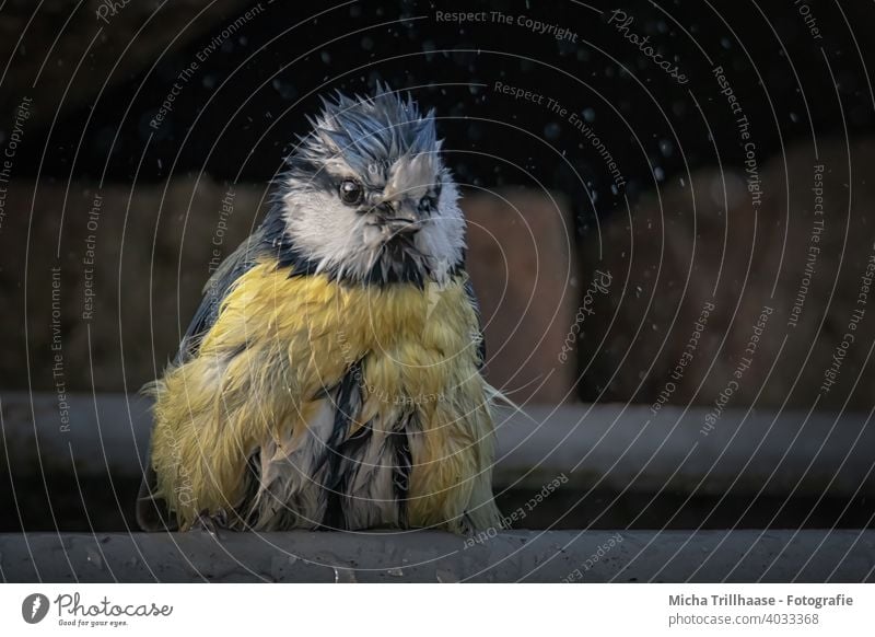 Blaumeise nach dem Baden Meisen Cyanistes caeruleus Tiergesicht Kopf Schnabel Auge Feder gefiedert Flügel Vogel aufgeplustert zerzaust baden planschen Wasser