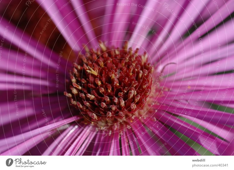 Aster Astern Herbst Blume rosa violett Makroaufnahme Palmengarten