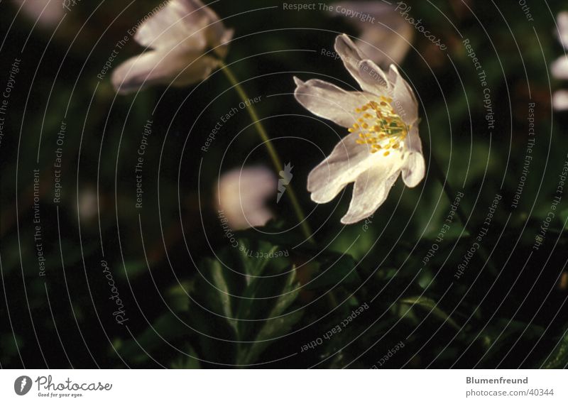 Buschwindröschen Blume weiß Frühling März April Eichenwald Makroaufnahme hintergrund verschwommen