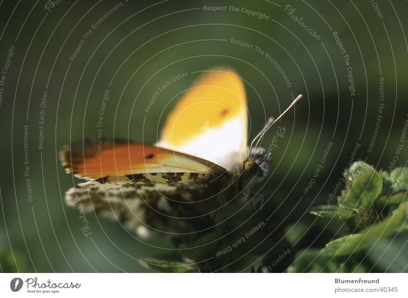 Aurorafalter Schmetterling Frühling Mai April Sonnenbad maskulin orange Makroaufnahme