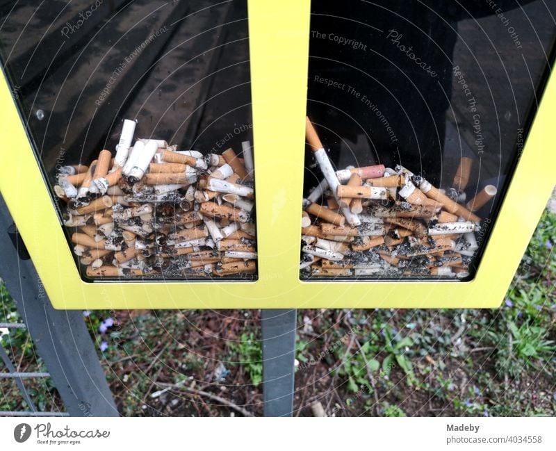 Abstimmung mit Zigarettenkippen in einer gläsernen gelb gerahmten Box an der Goethe Universität in Frankfurt am Main in Hessen Raucher Kippe Aschenbecher Kasten