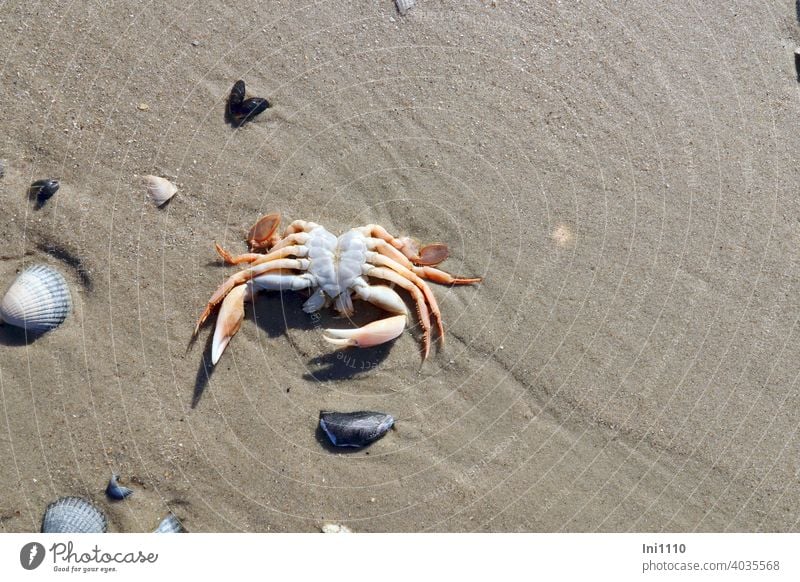 angespülte auf dem Rücken liegende Schwimmkrabbe mit Paddelfüßen Krabbe unten Bauchseite Scheren Propellerantrieb Krebsart Nordsee Sand Muscheln Panzer Strand