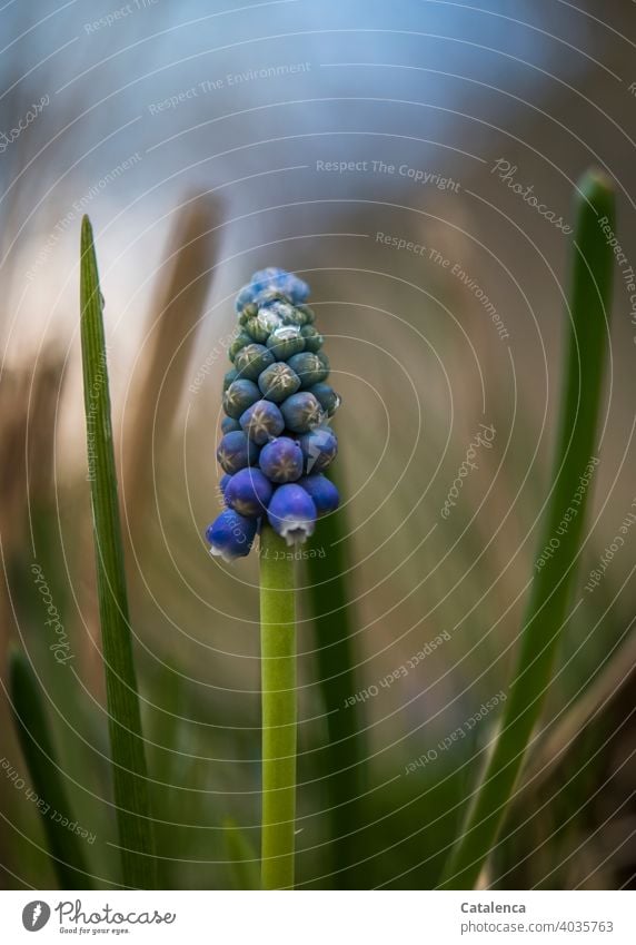 Traubenhyazinthe verblühen Blütenblatt Flora Pflanze Blume Garten Frühling Tag Tageslicht Lila Violett Grün wachsen Natur Blatt Hyazinthe Spargelgewächse Himmel