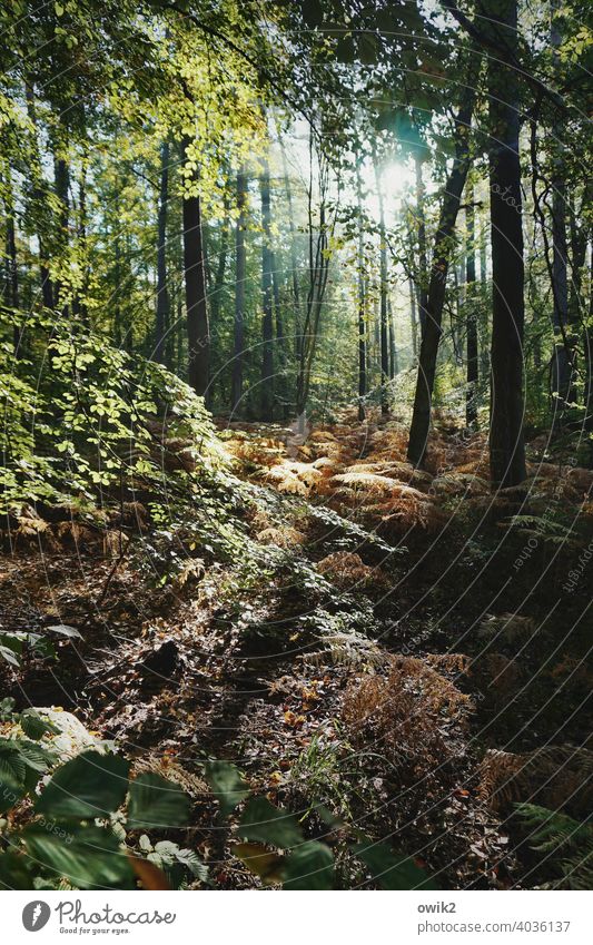 Waldige Stille Dickicht Herbst Zweige u. Äste Natur Landschaft Sträucher Waldlichtung geheimnisvoll Licht Tag Blatt Kontrast Sonnenlicht friedlich Schatten