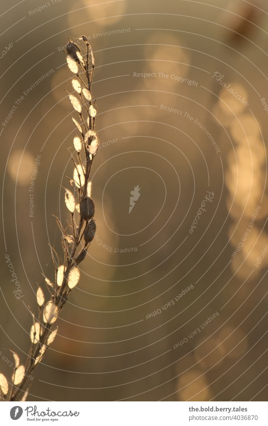 Pflanze im Sonnenuntergang mit Lichter-Bokeh Natur Außenaufnahme Farbfoto Menschenleer Sonnenlicht Sonnenstrahlen Gegenlicht Abend Schwache Tiefenschärfe