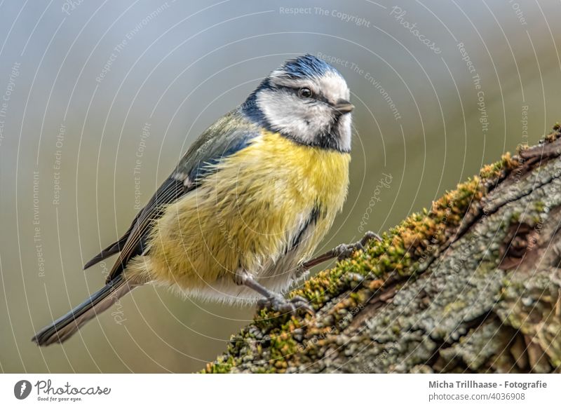 Blaumeise auf einem Ast Cyanistes caeruleus Meisen Kopf Auge Schnabel Flügel Feder gefiedert Krallen Tiergesicht Vogel Wildtier Sonnenlicht Baum Schönes Wetter