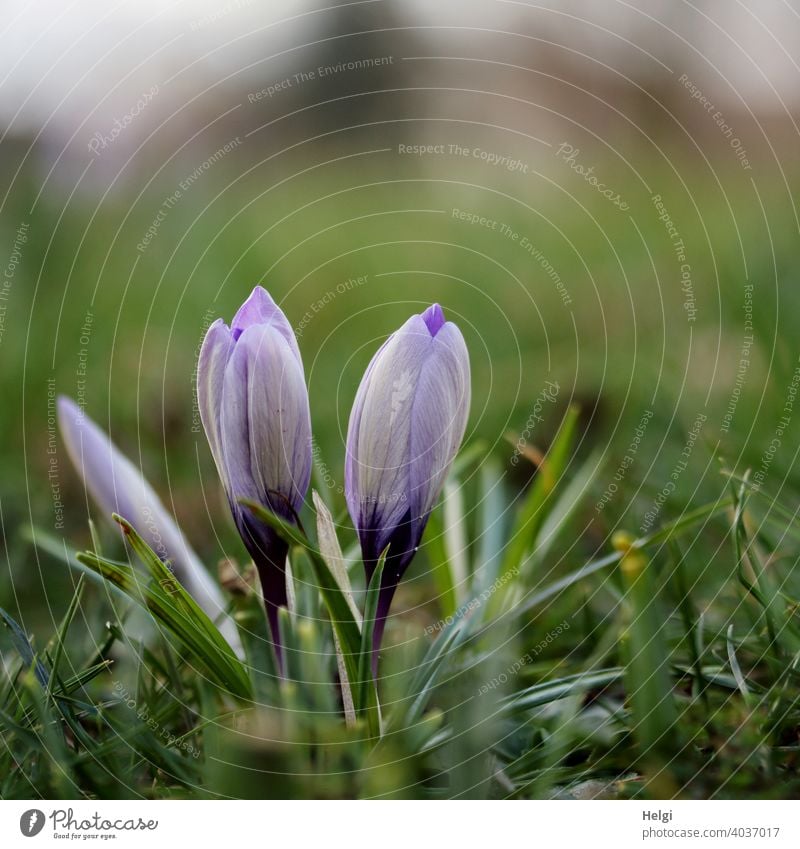 Frühlingsboten - geschlossenen lila Krokusblüten auf der Wiese Blume Blüte Knospe Krokusknospe Gras blühen wachsen Frühlingsblumen Frühblüher Natur Pflanze