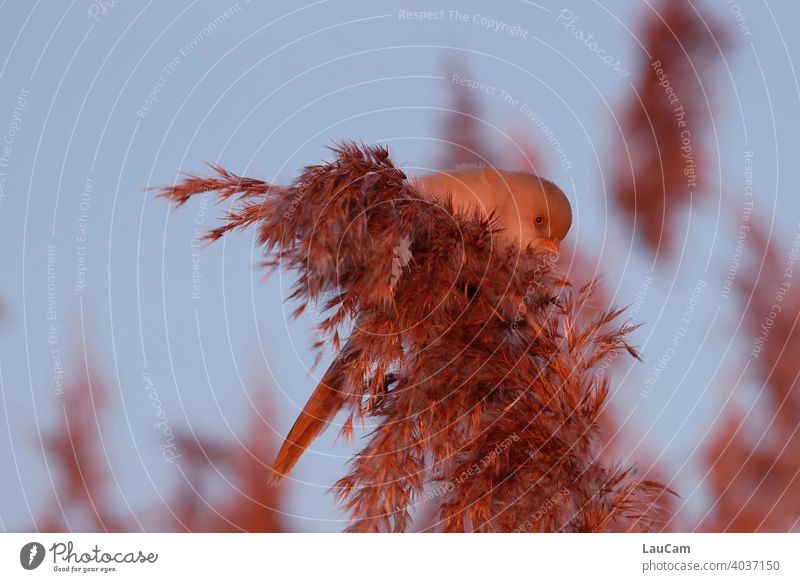 Bartmeise im Schilf kurz vor dem Sonnenuntergang Schilfrohr Vogel orange rot Dämmerung Umwelt Natur Farbfoto Menschenleer Außenaufnahme Sonnenlicht Himmel Abend