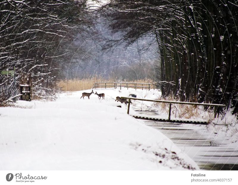 Eingeschneit sind Wege, Bäche, Brücken und Wälder. Ein Rudel Rehe sucht nach Nahrung und Wasser. Winterlandschaft Schnee weiß kalt Natur Landschaft