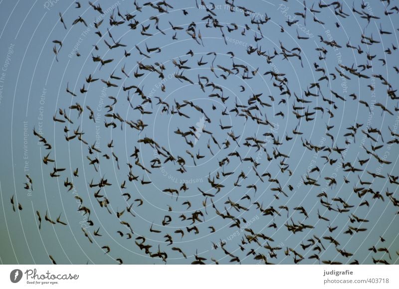 Schwarm Himmel Tier Wildtier Vogel fliegen Zusammensein natürlich blau Natur Farbfoto Gedeckte Farben Außenaufnahme Tag