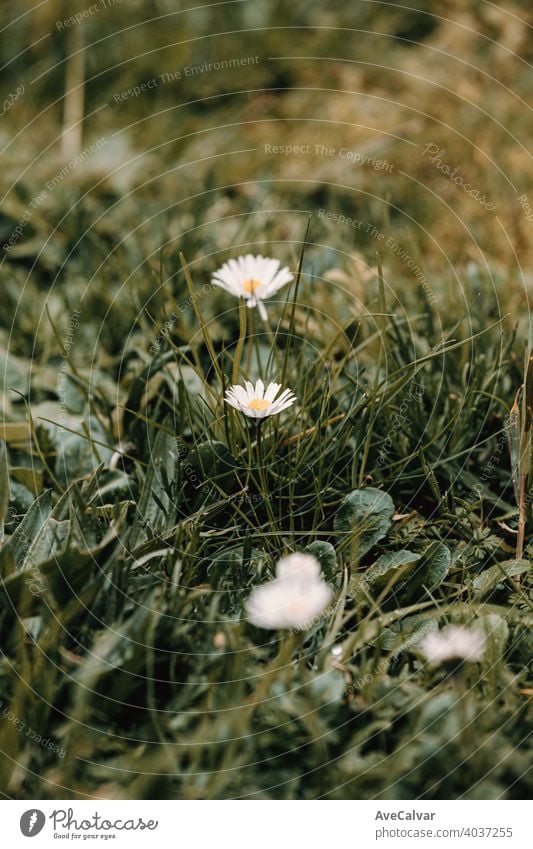 Ein blühendes Gänseblümchen in der Mitte des Grases im Frühling Hintergrund Pflanze Natur Blume Blütezeit Schönheit Saison schön Blütenblatt frisch natürlich