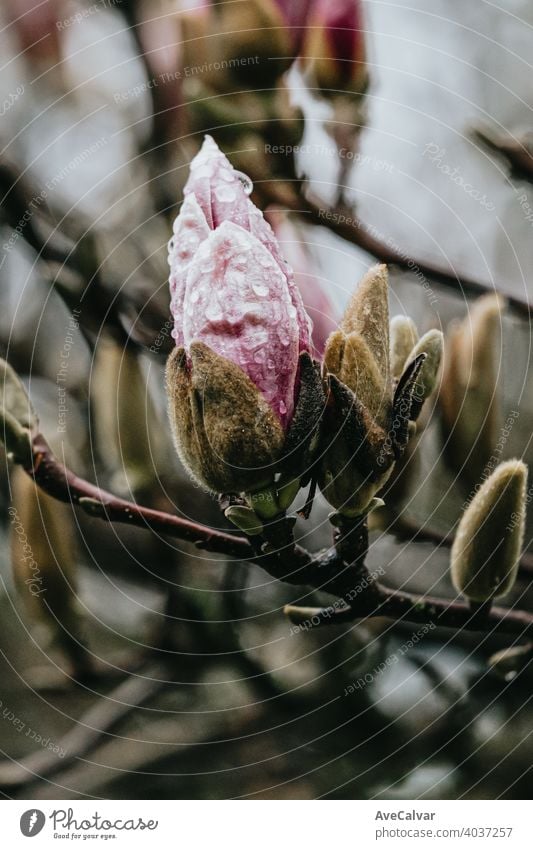 Eine blühende rosa Blume in einem Baum während des Frühlings mit Kopie Raum und bunten Tönen Hintergrund Pflanze Natur Blütezeit Schönheit Saison schön