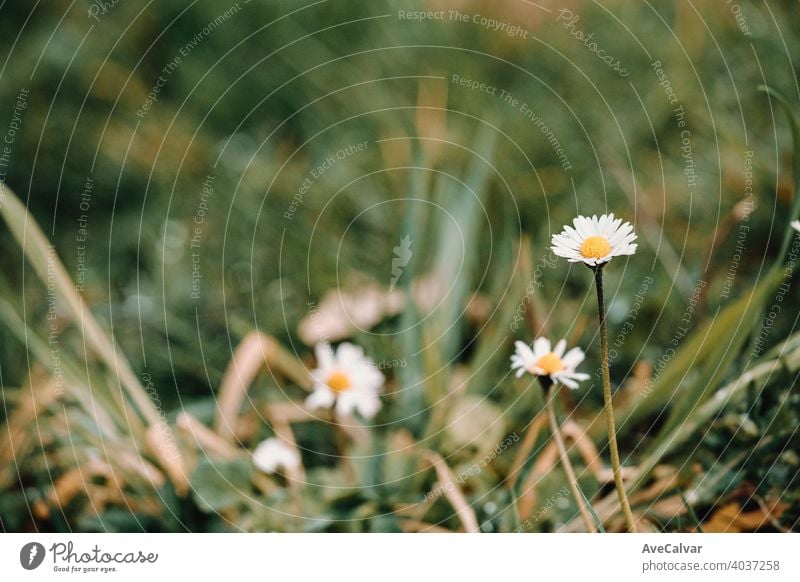 Ein blühendes Gänseblümchen in der Mitte des Grases im Frühling Hintergrund Pflanze Natur Blume Blütezeit Schönheit Saison schön Blütenblatt frisch natürlich