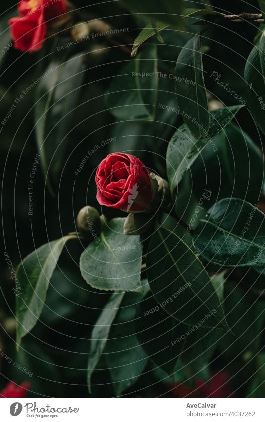 Eine rote Rose blüht im Frühling von einem Baum auf bunten Tönen mit Kopierraum und Wassertropfen Hintergrund Pflanze Natur Blume Blütezeit Schönheit Saison