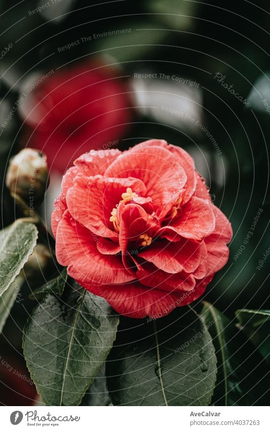 Eine rote Rose blüht im Frühling von einem Baum auf bunten Tönen mit Kopierraum und Wassertropfen Hintergrund Pflanze Natur Blume Blütezeit Schönheit Saison