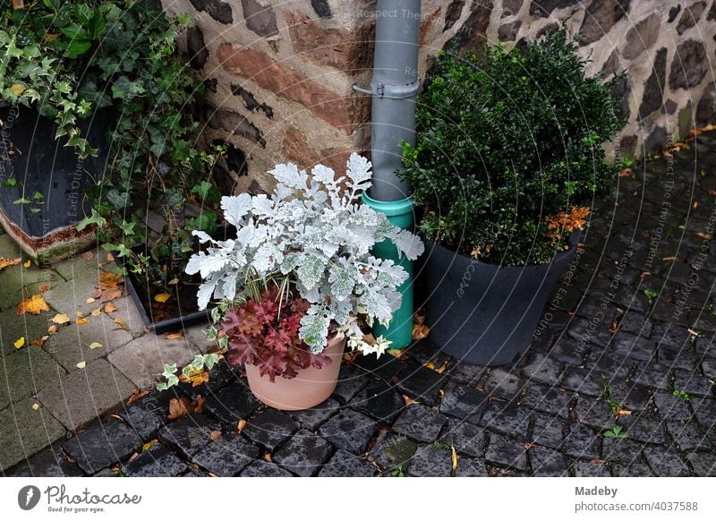 Blumentöpfe mit Zierpflanzen im Innenhof von Burg Gleiberg in Wettenberg Krofdorf-Gleiberg bei Gießen in Hessen Pflanze Blumentopf Dekoration Verzierung