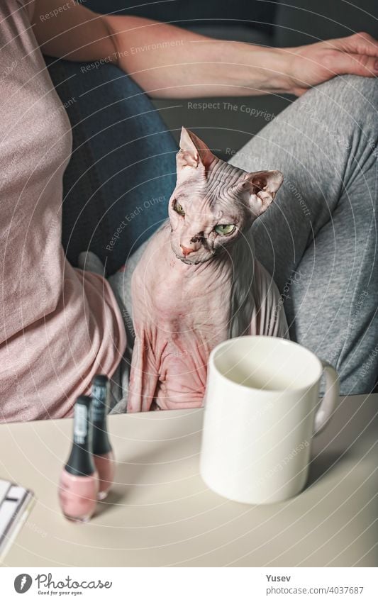 Die Katze sitzt auf dem Schoß des Besitzers. Ein Mann und sein Haustier. Freundschaft mit Tieren. Liebe und Fürsorge für Haustiere. Sphynx-Katze. Haarlose Katze. Vertikale Aufnahme