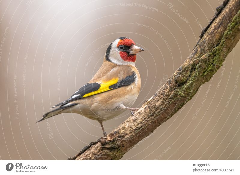 Stieglitz / Distelfink auf Ast Tier Farbfoto 1 Außenaufnahme Natur Wildtier Menschenleer Tag Umwelt natürlich Vogel Tierporträt Tiergesicht