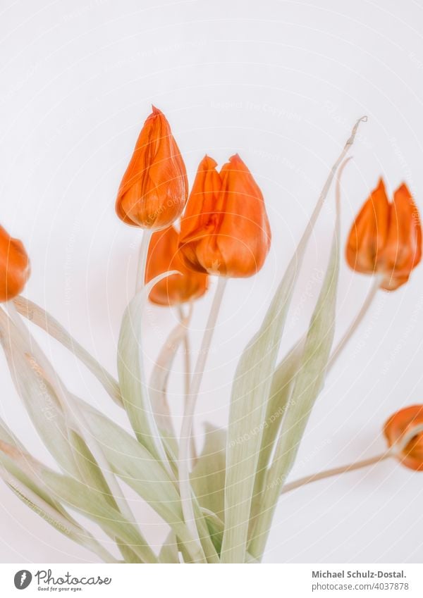 rotes Tulpenbündel mit grünen Blättern Blume Pflanze Zierpflanze schön ruhig flower plant calm quiet green still stillleben deko tulpe grünblätter straß strauß