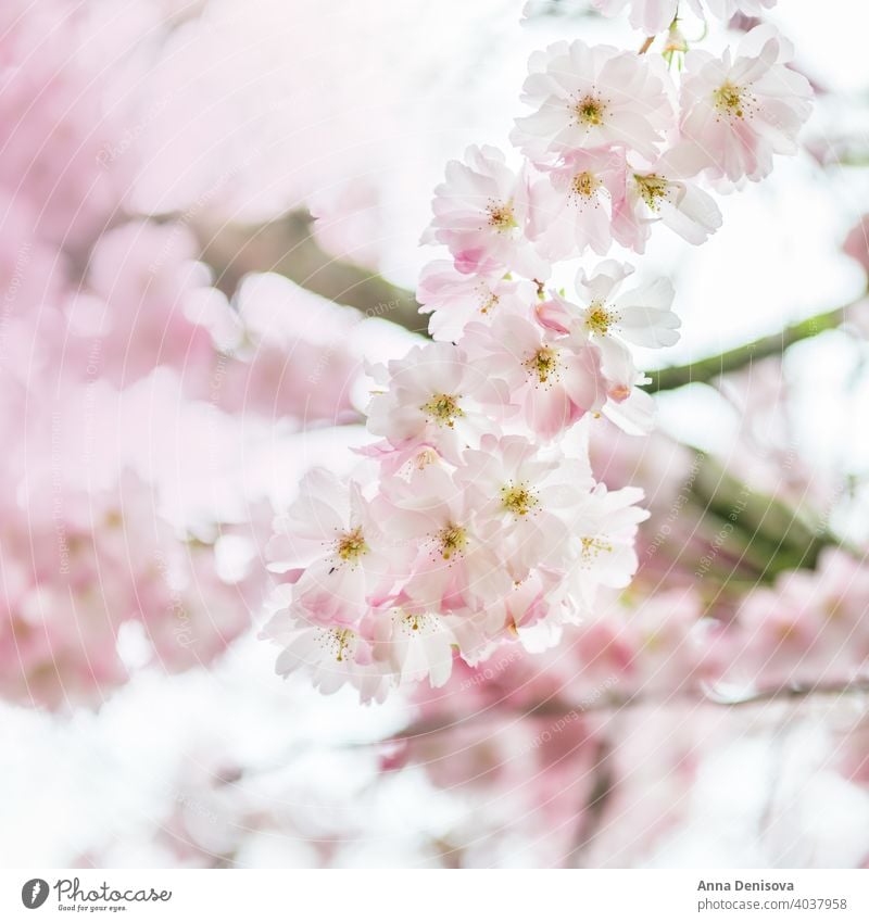 Nahaufnahme von rosa Blüte Kirschbaum Zweig, Sakura Blumen Kirsche Baum Frühling Hintergrund Natur weiß Garten Saison Überstrahlung vereinzelt Park Ast geblümt