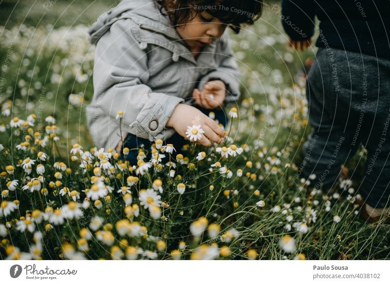 Kind pflückt Frühlingsblumen Gänseblümchen Margeriten Frühlingsgefühle Kindheit Blume Natur Pflanze Blüte Gras Blühend Farbfoto schön grün Garten gelb Wiese