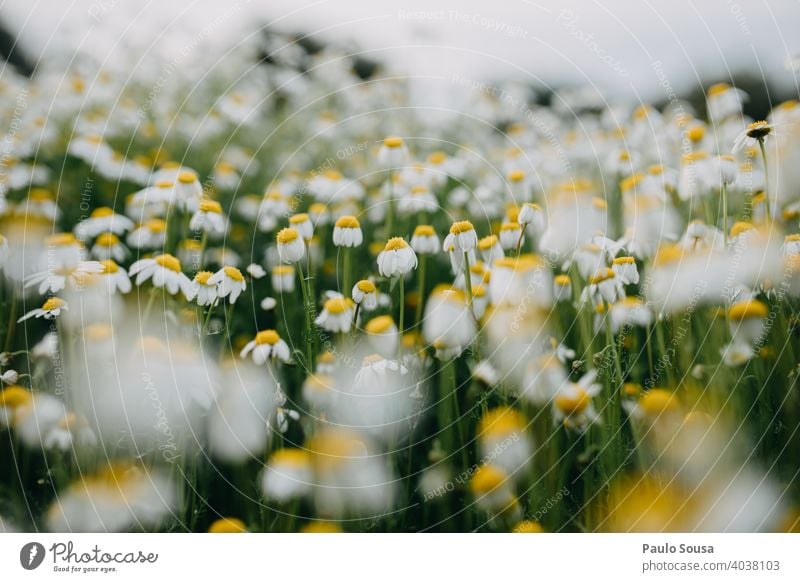 Wildes Gänseblümchenfeld Korbblütengewächs Margeriten Blumenwiese Frühling Frühlingsgefühle zerbrechlich geblümt Blütenblatt Hintergrund Blühend Natur Pflanze