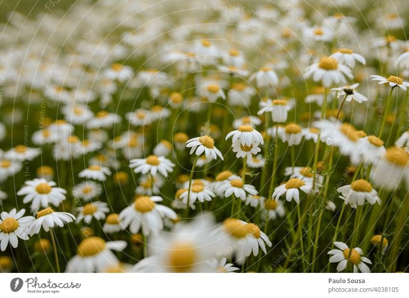 Wildes Gänseblümchenfeld Korbblütengewächs Margeriten Gänseblümchenwiese Frühling Frühlingsgefühle Frühlingsblume Dekoration & Verzierung Blütenblatt Wiese