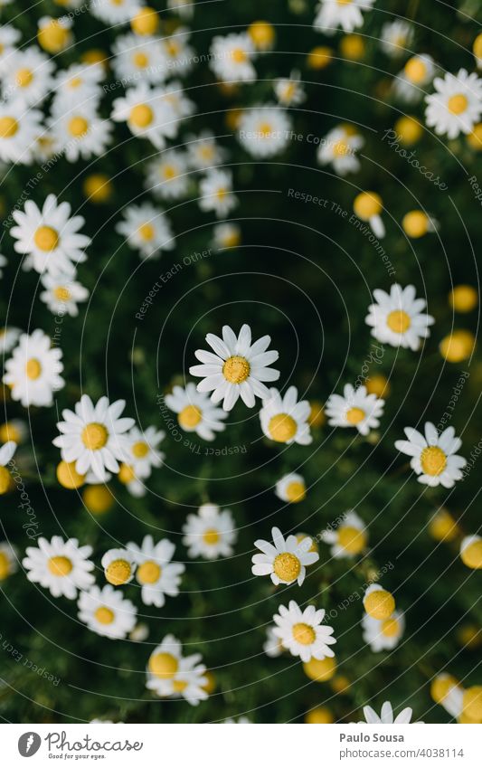 Wildes Gänseblümchenfeld Hintergrund Korbblütengewächs Margeriten Gänseblümchenwiese wild Frühling Frühlingsgefühle Frühlingsblume Beautyfotografie Blütenblatt