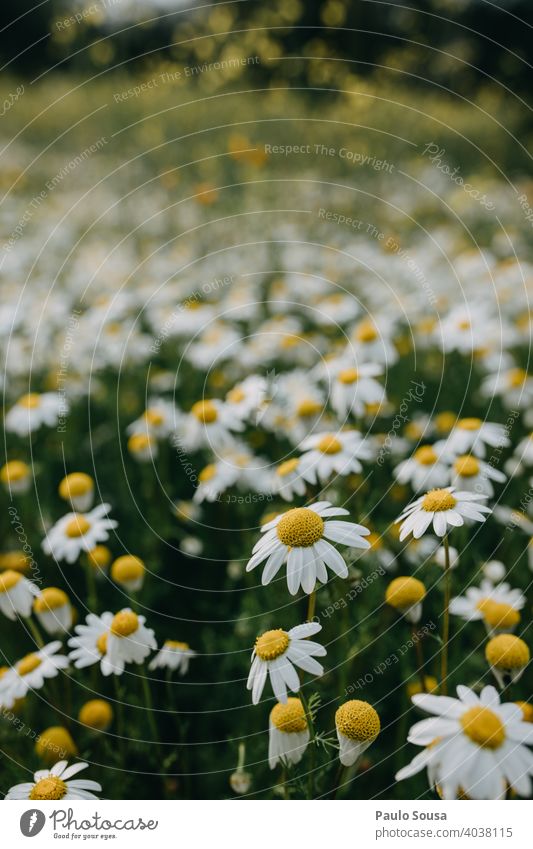 Wildes Gänseblümchenfeld Nahaufnahme Korbblütengewächs Margeriten Frühling Frühlingsgefühle Frühlingsblume Blüte Blühend Blütenblatt Pflanze Sommer Blume Natur