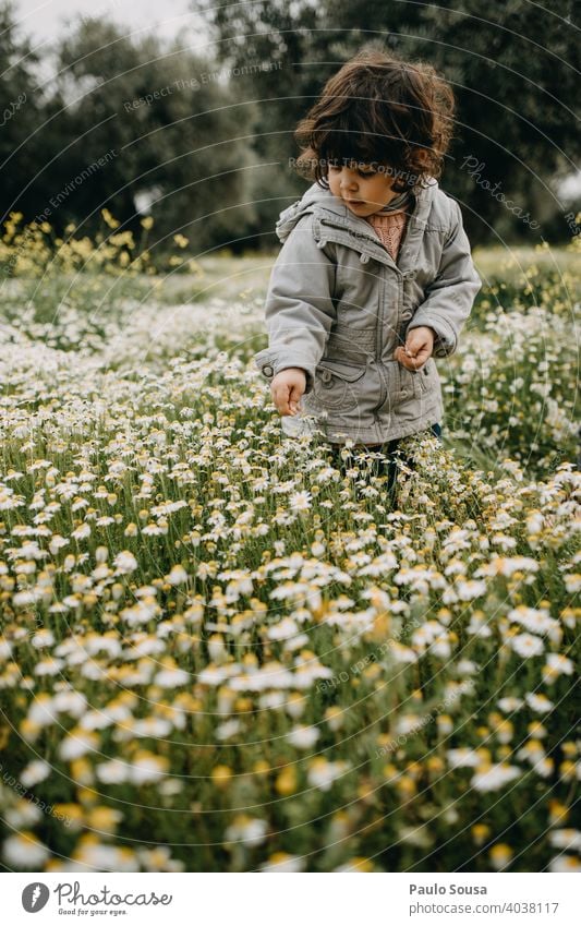 Kind pflückt Frühlingsblumen Gänseblümchen Gänseblümchenwiese Kaukasier 1-3 Jahre Wiese Blume Sommer Gras Natur grün Blüte Pflanze Blumenwiese gelb