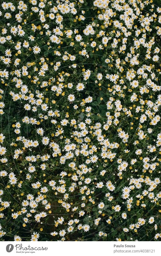 Wilde Gänseblümchen Hintergrund wild Korbblütengewächs Margeriten Gänseblümchenwiese Frühling Frühlingsgefühle Frühlingsblume Frühblüher Blick von oben