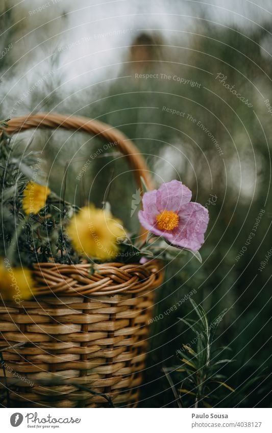 Korb mit wilden Frühlingsblumen Frühblüher Frühlingsgefühle Natur Farbfoto Blume Pflanze Außenaufnahme Blüte Tag Frühlingstag Garten natürlich Textfreiraum oben