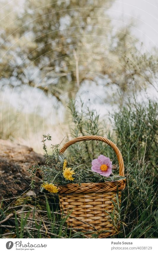 Korb mit wilden Frühlingsblumen Textfreiraum oben Farbfoto Frühlingsgefühle Frühblüher Blume Pflanze Natur Blüte Außenaufnahme Menschenleer Blühend Tag