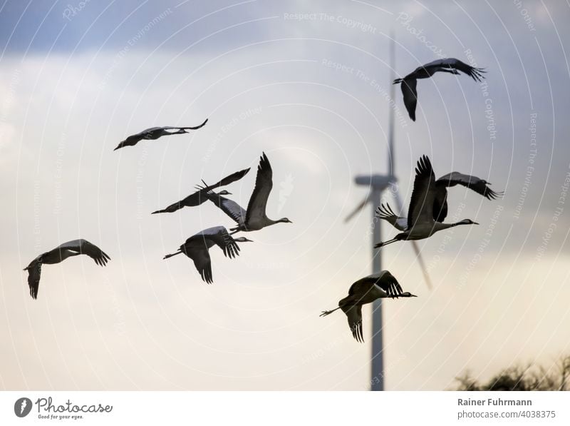 Ein Schwarm Kraniche fliegt im Land Brandenburg. Im Hintergrund steht eine große Windkraftanlage. Vögel Barnim Deutschland Natur Himmel Außenaufnahme Farbfoto