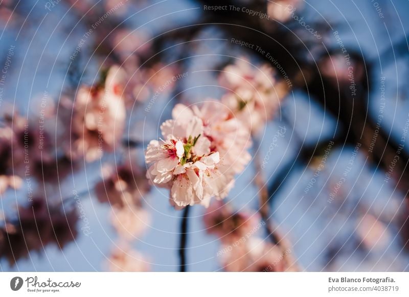 schöne Nahaufnahme von Mandelbaum Blumen bei Sonnenuntergang in der Natur. Blüte und Frühling Blütezeit Kirschblüten Überstrahlung Rücklicht Obstzucht