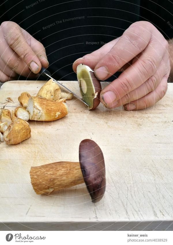 Schmutzige Hände schneiden Maronen-Röhrlinge mit einem Messer für ein leckeres Pilzgericht Pilze Speisepilz Natur Herbst essbar Lebensmittel Ernährung frisch