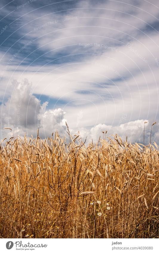 so war der sommer. Ferien & Urlaub & Reisen Sommer Kornfeld Natur Feld Landwirtschaft Nutzpflanze Getreide Ähren Wachstum Pflanze Ernährung Umwelt Ernte