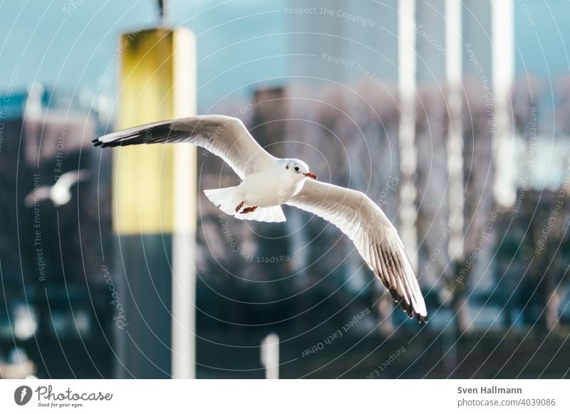 fliegende Möwe an der Weser Vogel Meer Himmel Tier Natur Außenaufnahme Wasser Tourismus Feder Flügel Freiheit blau Wildtier Farbfoto Möwenvögel Menschenleer