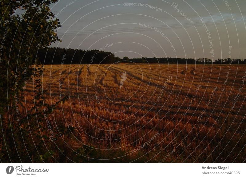 Feld am Abend Sonnenuntergang Waldrand Reifenspuren Baum Wildau Wolken Gras Herbst Natur Getreide Himmel