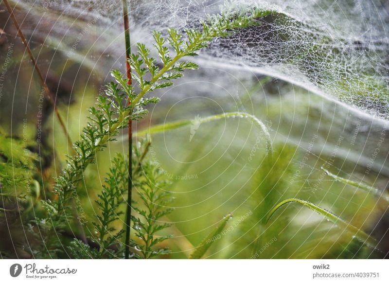 Unter der Oberfläche Sträucher Pflanze Umwelt Natur Zweig klein Außenaufnahme Waldboden Farbfoto Blatt Schwache Tiefenschärfe natürlich Textfreiraum unten