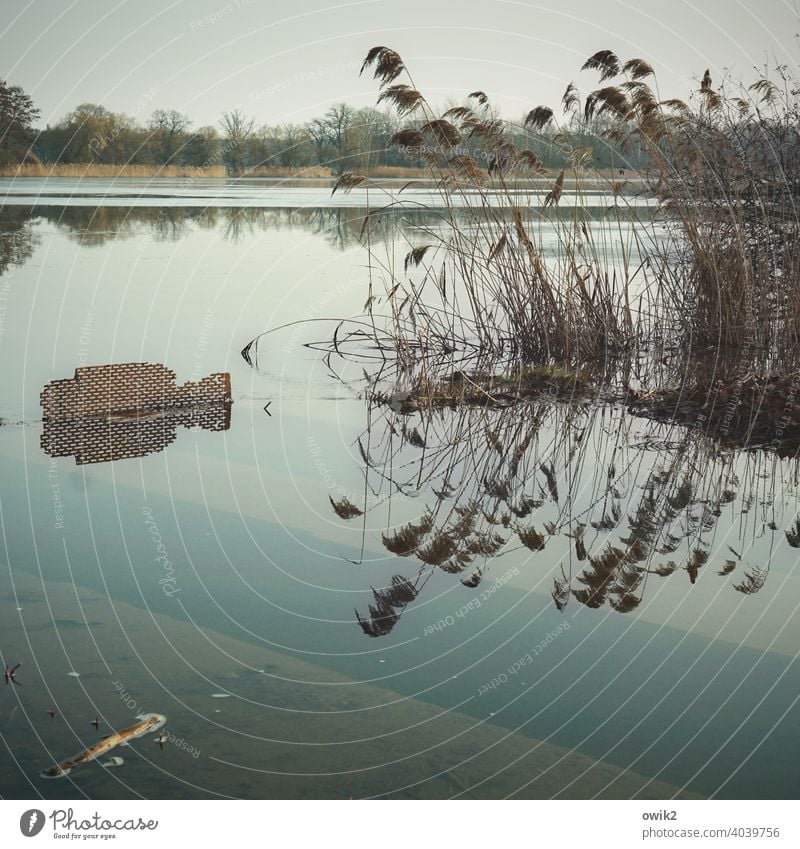 Hochwasser Seeufer Reflexion & Spiegelung Umwelt Schönes Wetter Natur friedlich Idylle Farbfoto Außenaufnahme ruhig Menschenleer Wasser Kontrast Totale