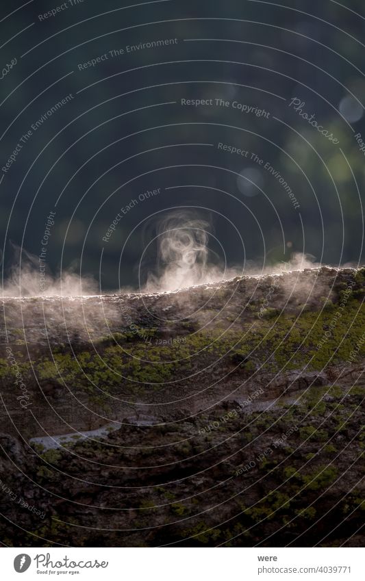 Baumstamm dampfend im Licht der Morgensonne Cloud Textfreiraum verdampfen Nebel aufheizen heiß Landschaft Natur niemand Verdunstung Dampfschwaden Dämpfen